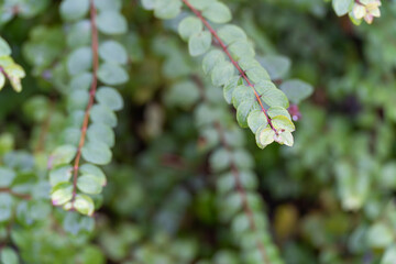 Close-up of a green leafy twig with red stem and soft bokeh background. Natural foliage detail with shallow depth of field in a garden setting.