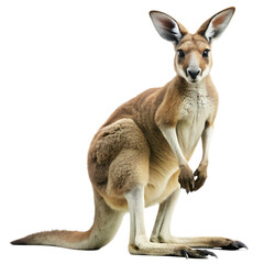 Fototapeta premium Kangaroo Isolated on Transparent Background