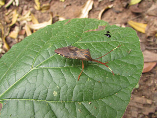 A small stink bug among the dry leaves on the forest floor of the humid forest.