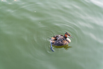 The water bird Great crested Grebe, Podiceps cristatus, swimming in the lake, and its cute babies riding on its back