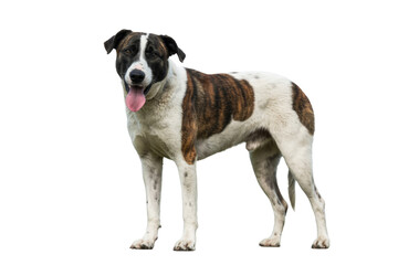 Obraz premium A happy, brindle and white mixed-breed dog stands looking at the camera with its tongue out, isolated on a solid transparent background. background removed