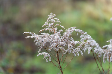 Close-up of a dried wildflower plume with white fluffy seeds against green bokeh. Minimal nature background with shallow depth of field.