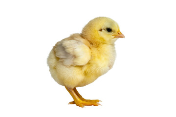 Obraz premium A charming, fluffy yellow chick stands confidently on a plain dark transparent background, embodying new life and springtime innocence. background removed