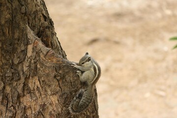 Squirrel Climbing Up a Tree Trunk in Natural Outdoor Habitat