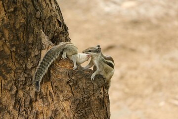 Two Squirrels Climbing and Playing on a Tree in Natural Environment