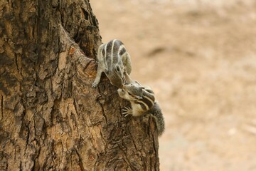 Curious Squirrel on Tree Trunk in Natural Habitat – Wildlife Photography