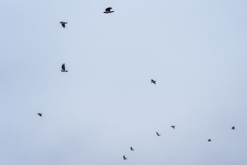 Small flock of birds flying across a pale blue sky, captured as silhouettes. Minimal scene with generous copy space for concepts like freedom or migration.