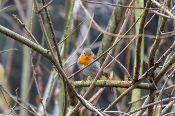 European robin facing the camera on a branch, framed by tangled twigs. Bright orange breast stands out against muted winter woodland background.