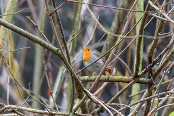 European robin perched on a branch within dense winter twigs. Small songbird with orange breast captured in natural habitat with shallow depth of field.
