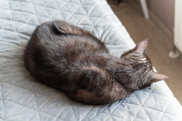 Gray tabby cat curled up asleep on a quilted bedspread. Cozy indoor pet resting in soft daylight with shallow depth of field.