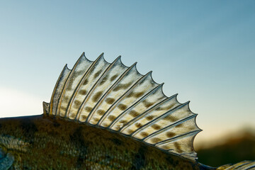 Dorsal fin of European perch