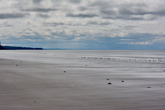 Sanderlings along the shore at the North Beach near Massett on Haida Gwaii, British Columbia, Canada