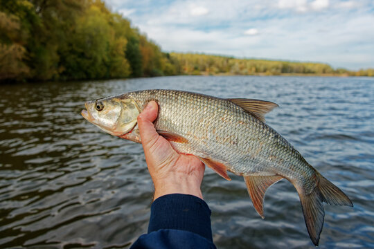 European asp fish in fisherman's hand