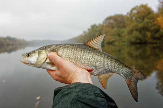 European asp fish in fisherman's hand, gloomy fall weather