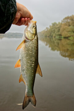 European asp fish in fisherman's hand, gloomy fall weather