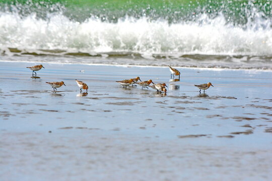 Sanderlings along the shore at the North Beach near Massett on Haida Gwaii, British Columbia, Canada