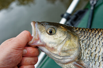 Big European chub in fisherman's hand, holding by the lip