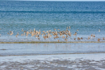 Sanderlings along the shore at the North Beach near Massett on Haida Gwaii, British Columbia, Canada