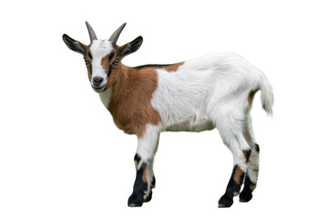 Fototapeta premium A cute young goat kid with brown and white fur and small horns stands playfully, a clear, high-quality cutout of the adorable animal. background removed