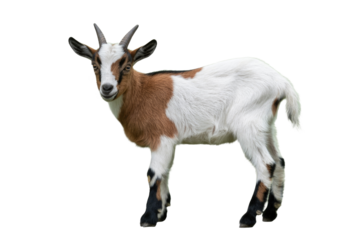 A cute young goat kid with brown and white fur and small horns stands playfully, a clear, high-quality cutout of the adorable animal. background removed