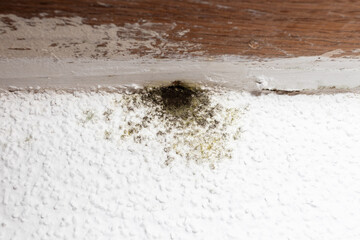 Spot of mold, mould, mildew or fungus on white wall below window.