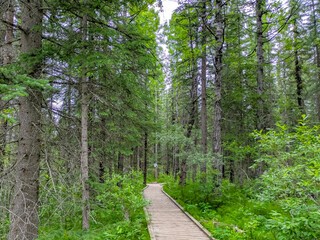 Forest Boardwalk Trail in Summer