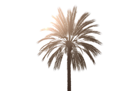 A stylized illustration of a date palm tree with brown and beige fronds, centered against a solid dark transparent background. background removed