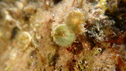 Green algae mermaid's cup Acetabularia acetabulum close-up undersea, Ligurian Sea, Italy, Imperia