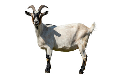 Obraz premium A domestic goat, white with black markings and curved horns, stands confidently, looking forward. Isolated on a vibrant transparent background. background removed