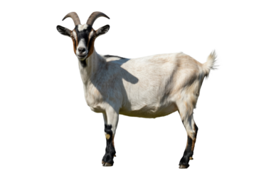 A domestic goat, white with black markings and curved horns, stands confidently, looking forward. Isolated on a vibrant transparent background. background removed