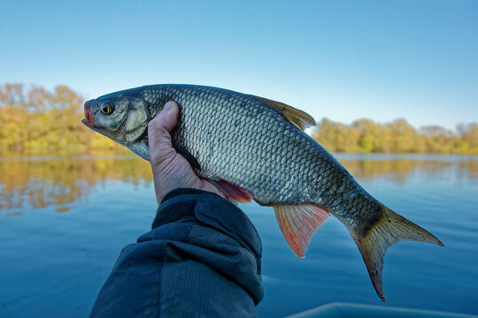 Orfe or nerfling fish in fisherman's hand, clear weather