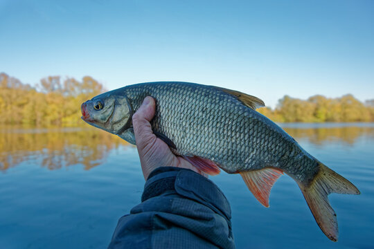 Orfe or nerfling fish in fisherman's hand, clear weather