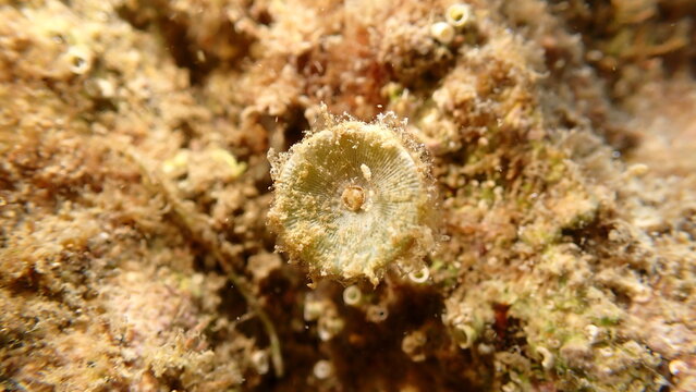 Green algae mermaid's cup Acetabularia acetabulum close-up undersea, Ligurian Sea, Italy, Imperia