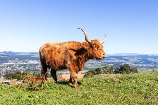 Beige Highland cow grazing on grass in a field.