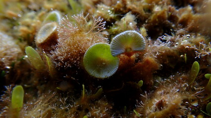 Green algae mermaid's cup Acetabularia acetabulum close-up undersea, Ligurian Sea, Italy, Imperia