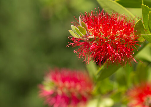 Calliostemon citrinus-Zylinderputzer.