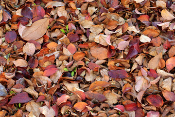 가을 바닥에 떨어져 말라가는 나뭇잎들