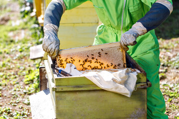 Beekeeper in green protective suit inspecting honeycomb frame filled with bees, demonstrating the...