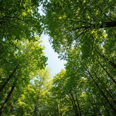 Lush green forest canopy in the summer sunlight. Warm, peaceful, dense woodland environment perfect for nature backgrounds and tranquility ,abstract ,nature ,scenic