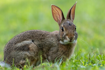 Juvenile Eastern Cottontail Rabbit, Sylvilagus floridanus, closeup in green grass for Spring and Summer