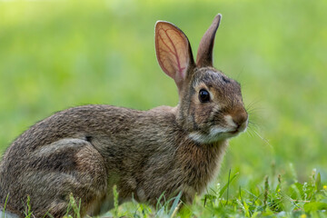 Juvenile Eastern Cottontail Rabbit, Sylvilagus floridanus, closeup in green grass for Spring and Summer