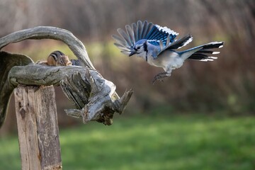 bird in flight blue Jay
