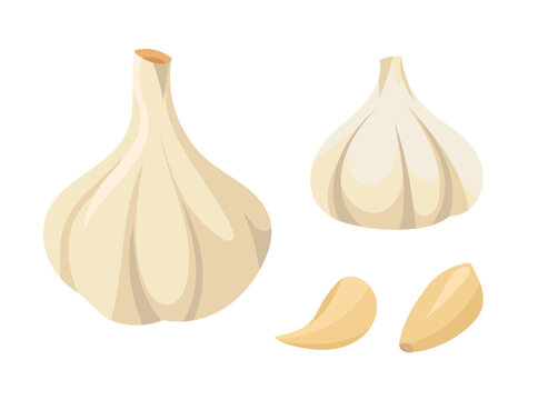 Garlic. Flat vector clipart illustration with isolated background.