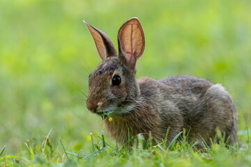 Juvenile Eastern Cottontail Rabbit, Sylvilagus floridanus, closeup in green grass for Spring and Summer