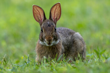 Juvenile Eastern Cottontail Rabbit, Sylvilagus floridanus, closeup in green grass for Spring and Summer