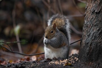 Squirrel in a park standing up.