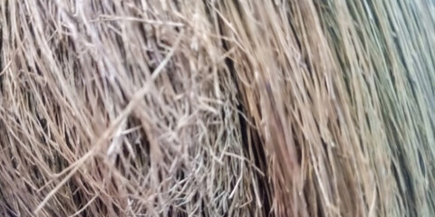 Close-up of Dried Natural Fibers Texture