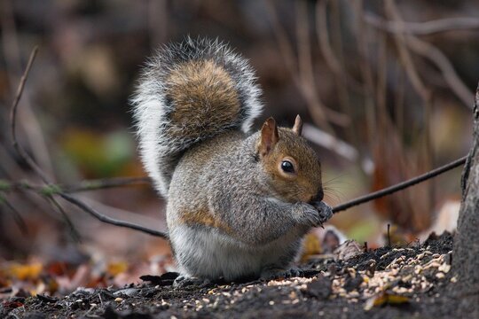 Close up of a grey squirrel in England.