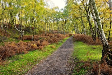 Autumn forest path with fallen leaves, trees, slope, and tranquility