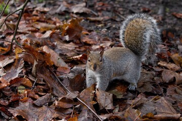 Squirrel standing still in the park on leaves..